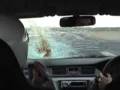 videos de Car hits Seagull
