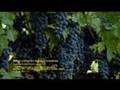 Napa Valley in Four Season Northern California Wine Country