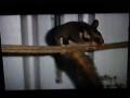 videos de possum