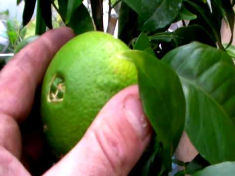 how to prune a lemon tree uk