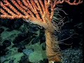 Gulf of Alaska 2002: Exploring Alaska's Seamounts Highlights
