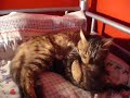 la toilette de son chaton