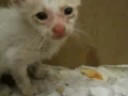 Goblin, when he was adopted