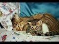 RATONES & GATOS