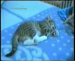 GATOS