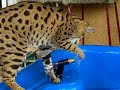 かわいい猫動画