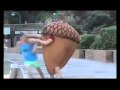 SCRAT_MAN