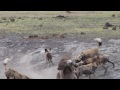Botswana Wild Dogs vs Hyena