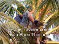 Man Climbing Coconut Tree like a Monkey