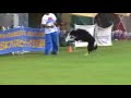 Frisbee dog competition in JAPAN Frisbee dog competition in JAPAN