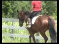 Tess Clyde x TB Mare for Sale Tess Clyde x TB Mare for Sale