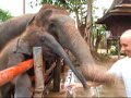 Elephant Corral - Thailand