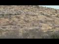 videos de Accidental Discharge, Cow Elk hunt