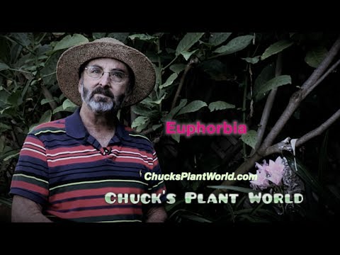 how to transplant euphorbia