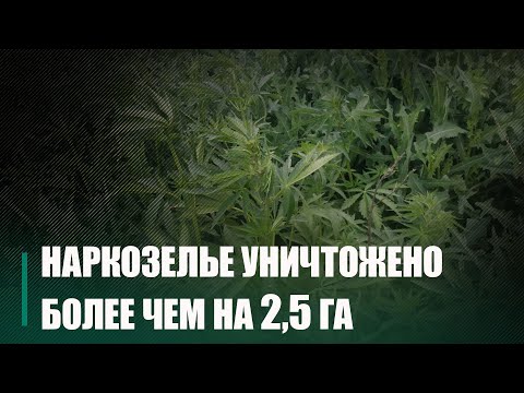 Во время проведения специальной программы «МАК» правоохранители региона выявили 90 незаконных посевов видео