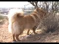 DOODER - Desert Dog
