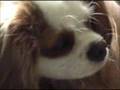 Possibly the Cutest Dog Ever