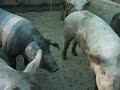 Cinta senese, az. agricola Campioni
