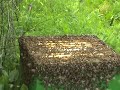 honey bees-roj p?ela
