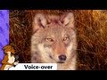 What Wolves Have To Say About Humans