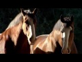 Budweiser clydesdale commercial 2006 super bowl