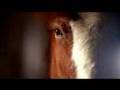 Budweiser Clydesdale commercial 2006 Super Bowl