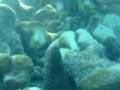 Bruce The Diego Garcia Combat Navy P-3 Eel