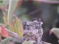 Black Adder Hummingbird
