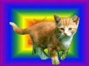 Spod: Cats
