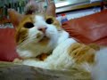 まんまる　茶トラ白猫のたまちゃん
