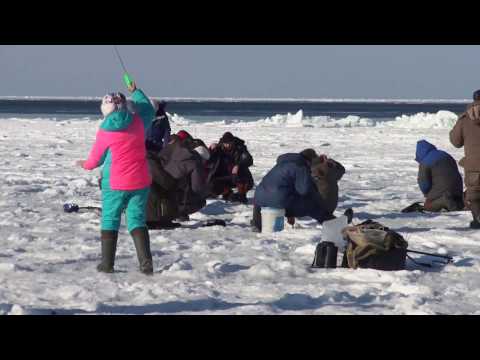как ловят на сахалине как ловят на сахалине