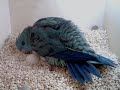 lineolated parakeet hen seen laying an egg