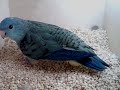 lineolated parakeet hen seen laying an egg