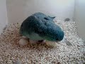 lineolated parakeet hen seen laying an egg