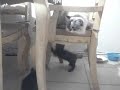 More Lilly & Kittens