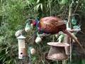 20080518 Exeter 1613.2 Haldon Road - Cock Pheasant.AVI
