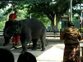 Elephant show in Ayutthaya, Thailand