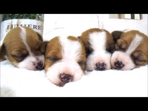 YouTube Preview Image