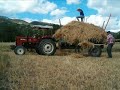 pelitçikköyü harman