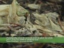 Going Green: Plastic Bags Going Green: Plastic Bags