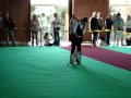 Heimtiermesse Wolfsburg, dogdance demonstration- Chipsy