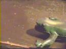 Froggy's Revenge