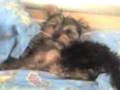 videos de Cane Magico