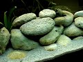 RIO 180 Malawi aquarium