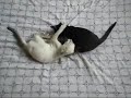 Lila e Beyonce - Gatinhas em Luta