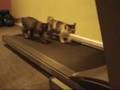 cats-and-a-treadmill