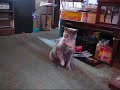 ????