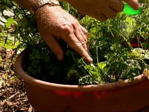 how to fertilize the lawn with epsom salt