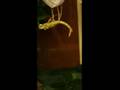 videos de Häutung einer Stabschrecke / Diapherodes gigantea