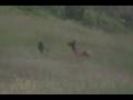 GIANT WILD ELK